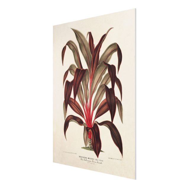Forex Fine Art Print - Botanik Vintage Illustration Drachenbaum - Hochformat 4:3