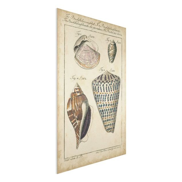 Bilder auf Hartschaumplatte Vintage Muschel Zeichnung Bunte Muster
