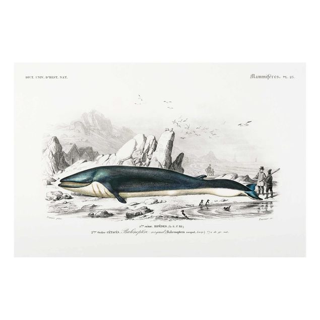 Glas Wandbilder Vintage Lehrtafel Blauer Wal