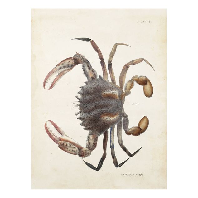 Bilder auf Hartschaumplatte Vintage Illustration Krabbe