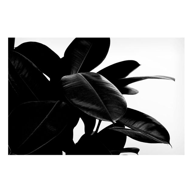 Magnettafel Blumen Gummibaum Blätter Schwarz Weiß