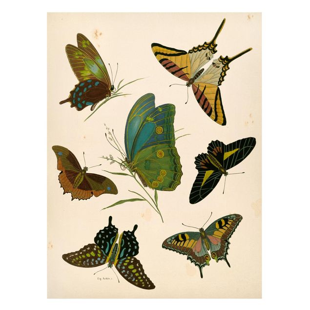 Magnettafel Büro Vintage Illustration Exotische Schmetterlinge