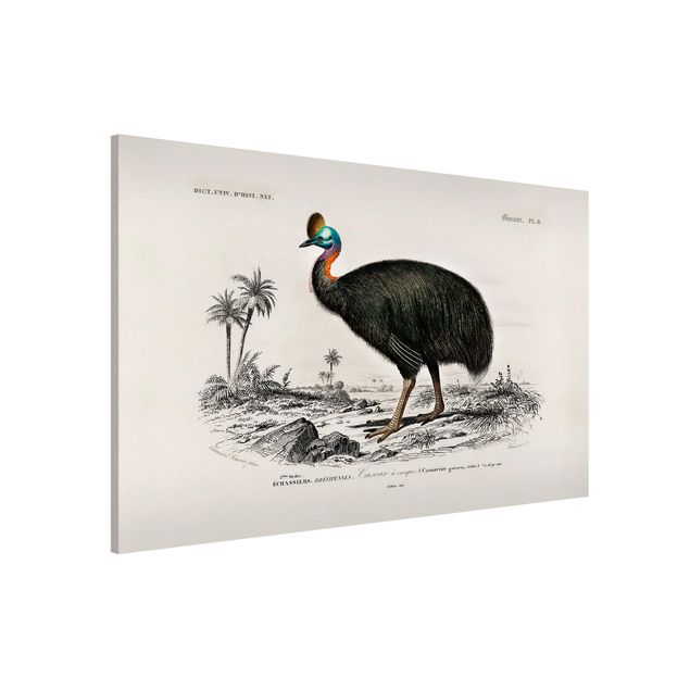 Wandbilder Tiere Vintage Lehrtafel Emu