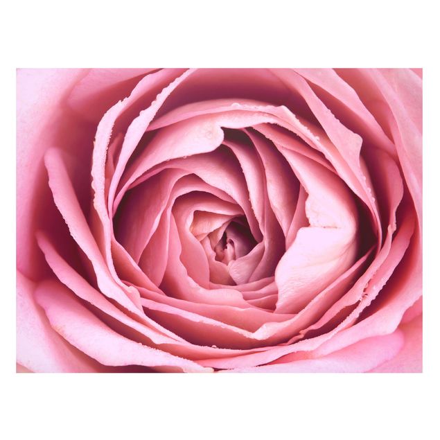 Magnettafel Blumen Rosa Rosenblüte