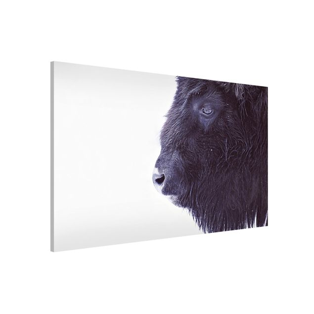 Wandbilder Tiere Schwarzer Büffel im Portrait