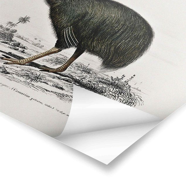 Poster bestellen Vintage Lehrtafel Emu