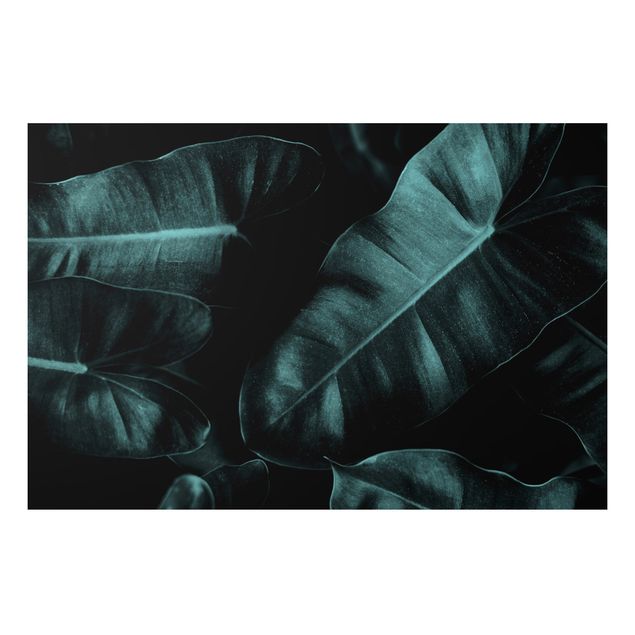 Alu Dibond Bilder Dschungel Blätter Dunkelgrün