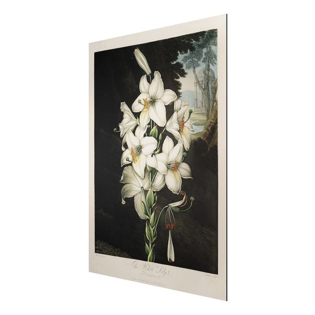 Aluminium Print gebürstet - Botanik Vintage Illustration Weiße Lilie - Hochformat 4:3