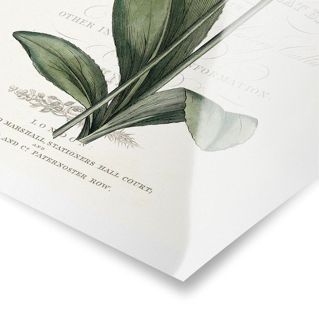Poster bestellen Botanisches Tableau - Götterblume