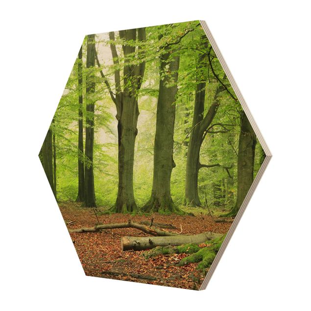 Hexagon Bild Holz - Mighty Beech Trees