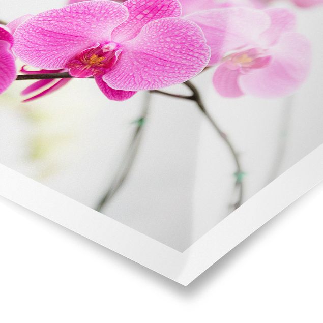 Poster - Nahaufnahme Orchidee - Querformat 2:3
