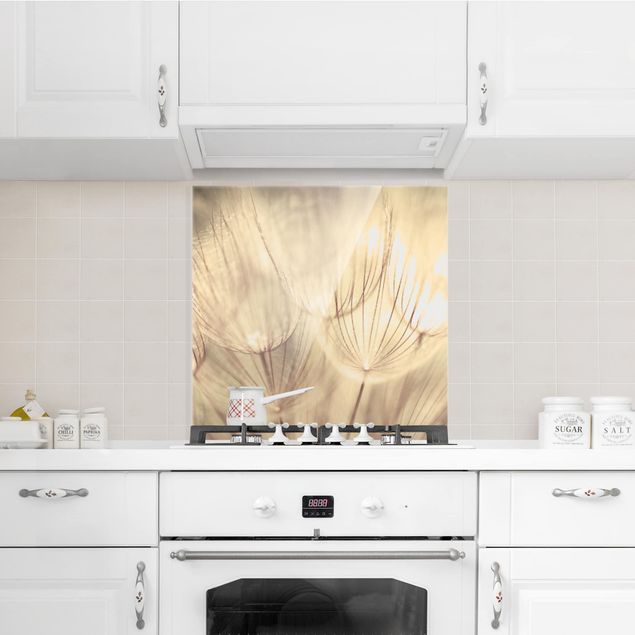 Küchenrückwand Glas Blumen Pusteblumen Nahaufnahme in wohnlicher Sepia Tönung