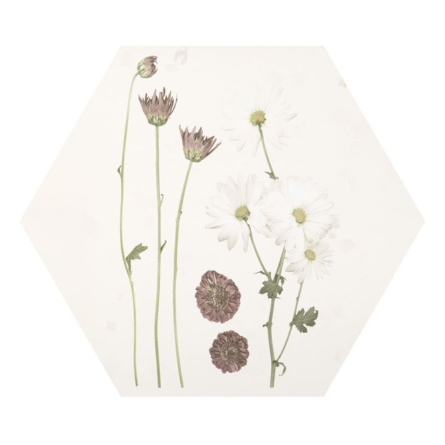 Hexagon Bild Forex - Herbarium in rosa IV