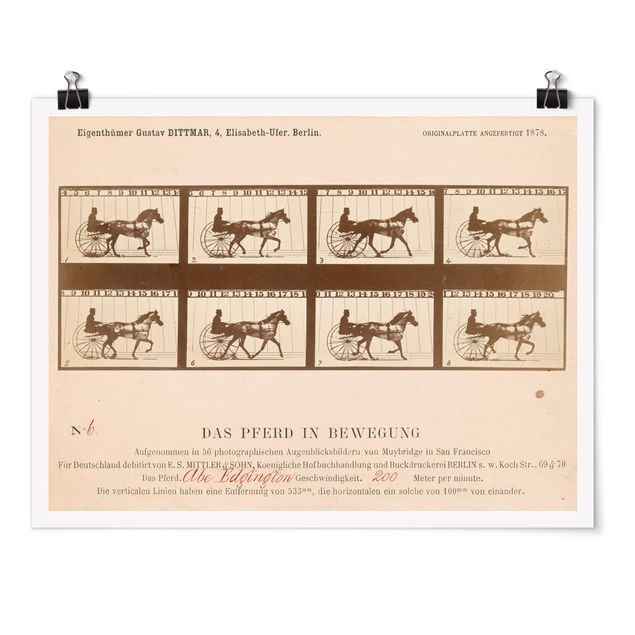 Tiere Poster Eadweard Muybridge - Das Pferd in Bewegung