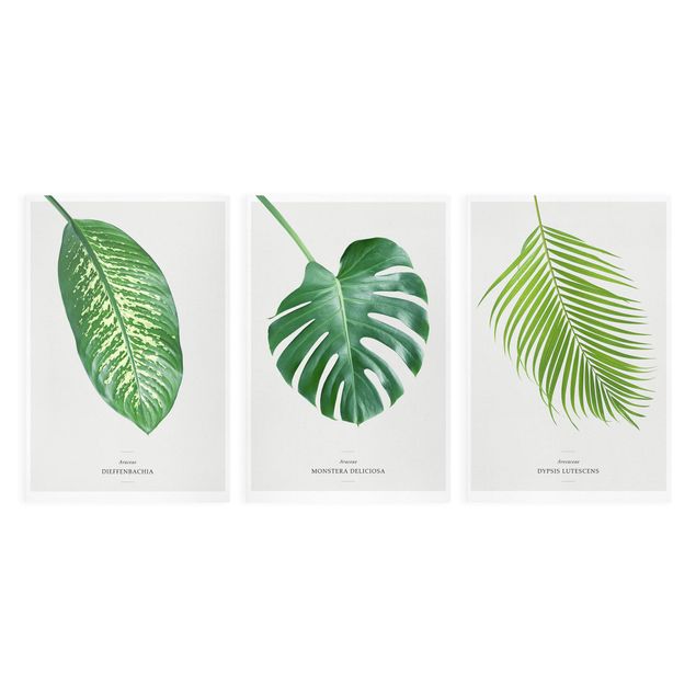 Schöne Wandbilder Tropische Blätter