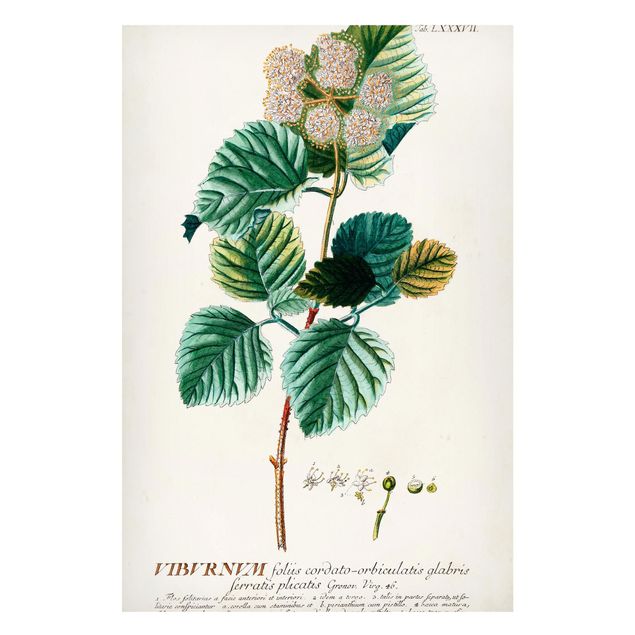 Magnettafel Blumen Vintage Botanik Illustration Schneeball