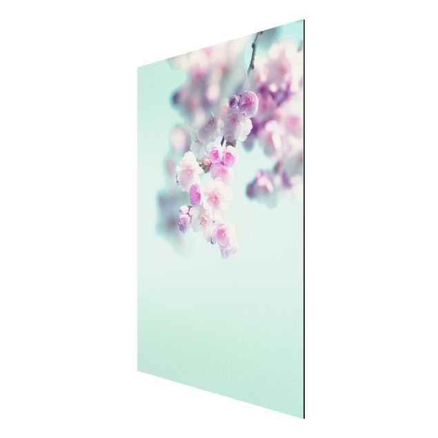 Alu-Dibond - Farbenfrohe Kirschblüten - Querformat