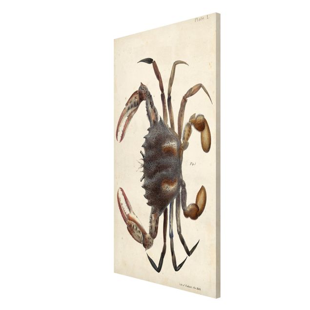 Magnettafel Tiere Vintage Illustration Krabbe