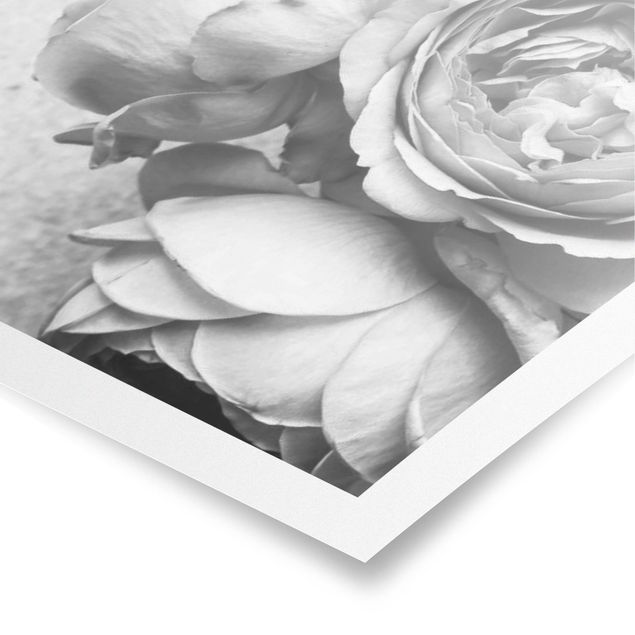 Poster - Pfingstrosenblüten Schwarz Weiß - Hochformat 4:3