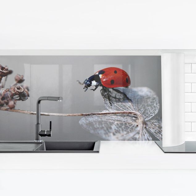 Küchenrückwand Tiere Marienkäfer auf Hortensie