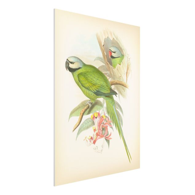 Wandbilder Tiere Vintage Illustration Tropische Vögel II