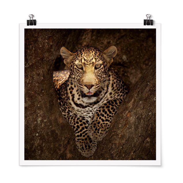 Bilder für die Wand Leopard ruht auf einem Baum