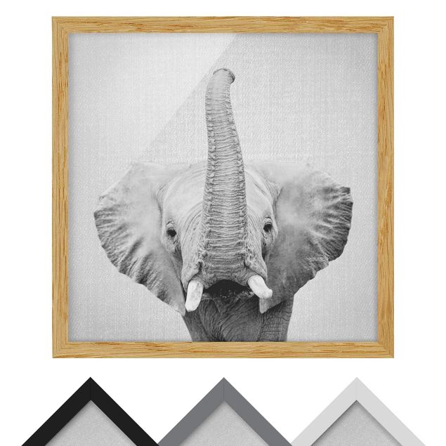Bild mit Rahmen - Elefant Ewald Schwarz Weiß - Quadrat - 1:1
