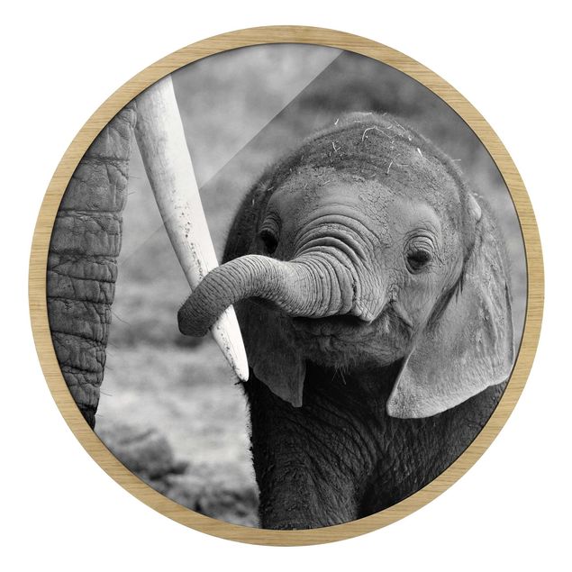 Bilder mit Rahmen Elefantenbaby