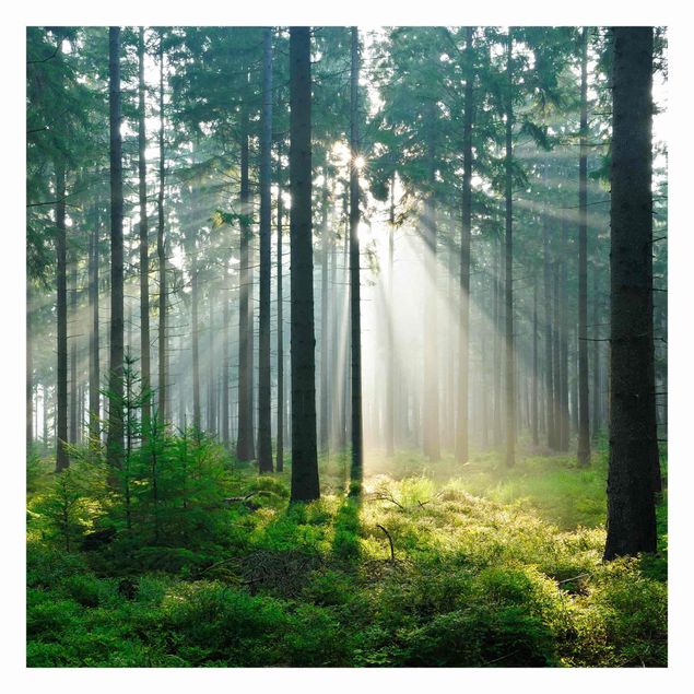 Schöne Fototapete Enlightened Forest