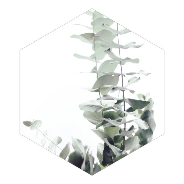 Fototapete Design Eukalyptus im Weißen Licht