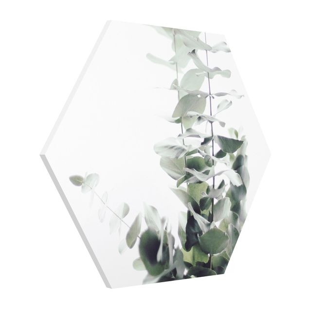 Hexagon Bild Forex - Eukalyptus im Weißen Licht
