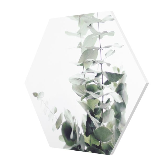 Hexagon Bild Forex - Eukalyptus im Weißen Licht