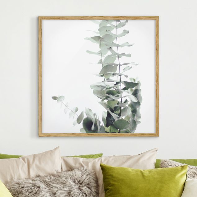Bilder mit Rahmen Blumen Eukalyptus im Weißen Licht