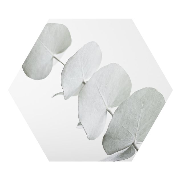 Hexagon Bild Alu-Dibond - Eukalyptuszweig im Weißen Licht