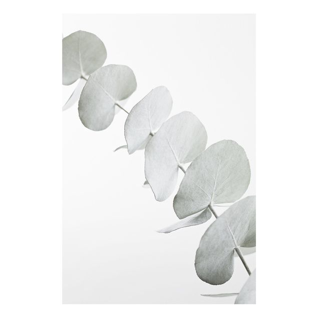 Forex Fine Art Print - Eukalyptuszweig im Weißen Licht - Hochformat 2:3