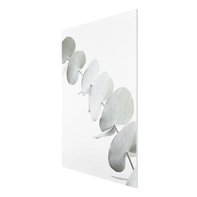 Forex Fine Art Print - Eukalyptuszweig im Weißen Licht - Hochformat 2:3