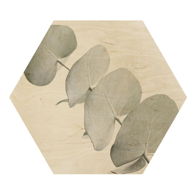 Hexagon Bild Holz - Eukalyptuszweig im Weißen Licht