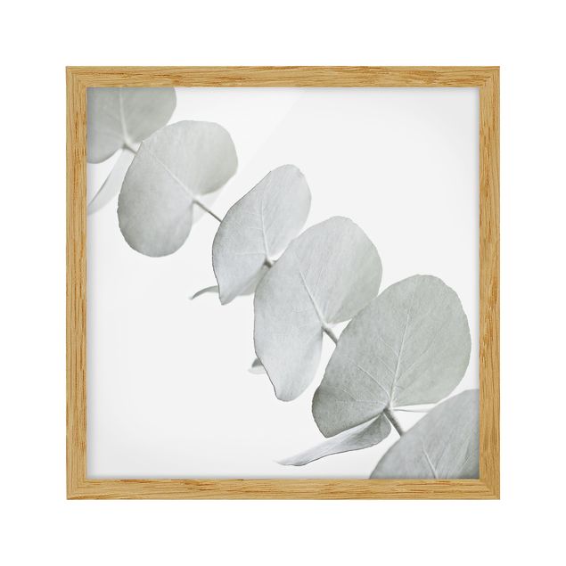 Bild mit Rahmen - Eukalyptuszweig im Weißen Licht - Quadrat