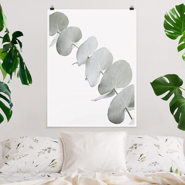 Poster Blumen Eukalyptuszweig im Weißen Licht