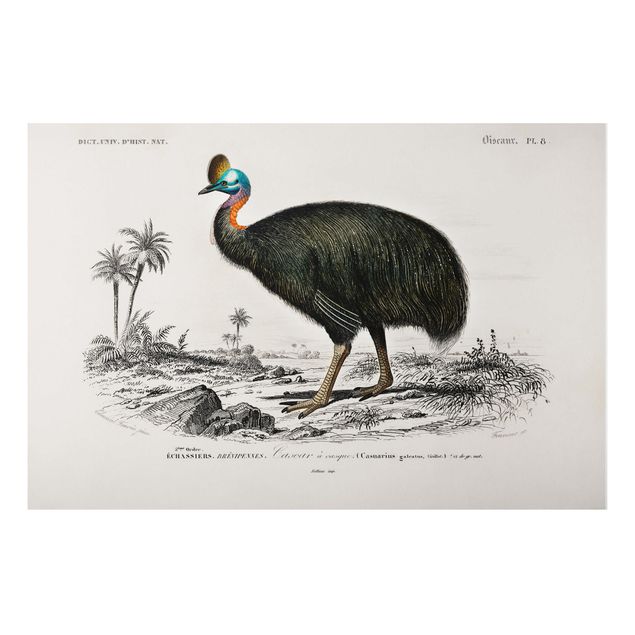 Bilder für die Wand Vintage Lehrtafel Emu