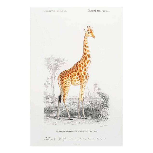 Glasbilder Vintage Lehrtafel Giraffe