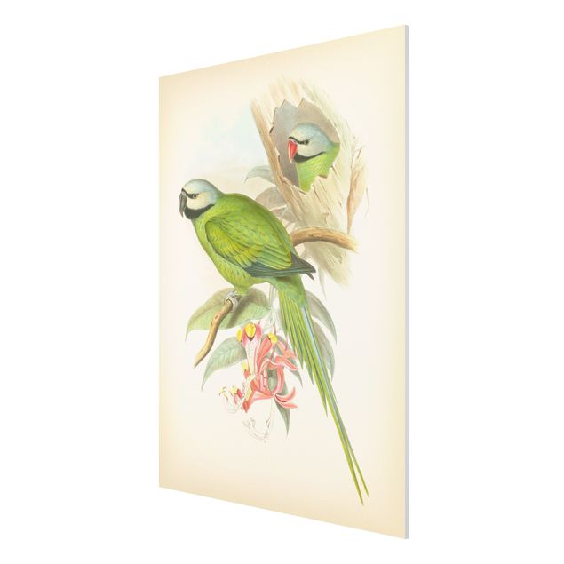 Bilder für die Wand Vintage Illustration Tropische Vögel II