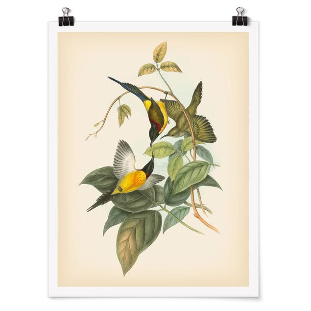 Blumenposter Vintage Illustration Tropische Vögel IV