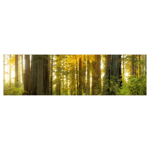 Küchenrückwand Grün Redwood National Park