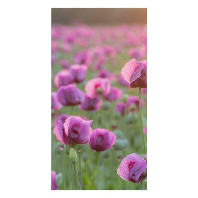 Duschrückwand - Violette Schlafmohn Blumenwiese im Frühling