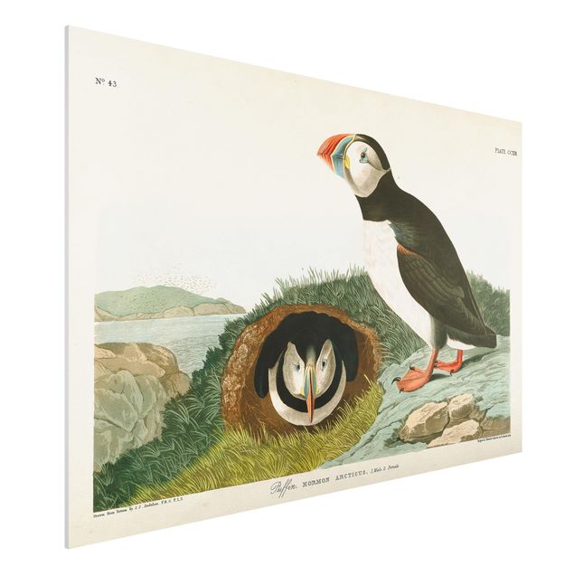 Wandbilder Tiere Vintage Lehrtafel Papageientaucher