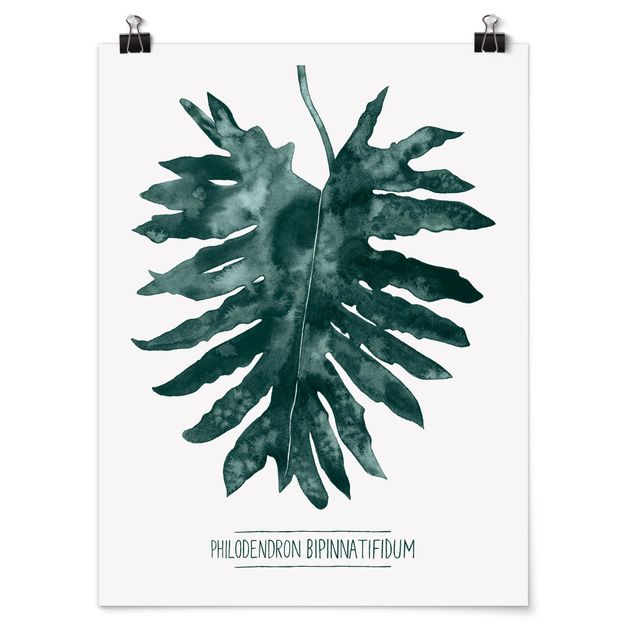 Schöne Wandbilder Smaragdgrüner Philodendron Bipinnatifidum