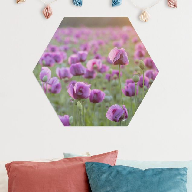 Alu Dibond Bilder Violette Schlafmohn Blumenwiese im Frühling