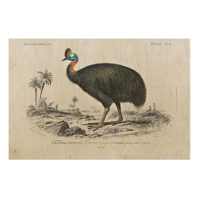 Holzbilder Landschaften Vintage Lehrtafel Emu
