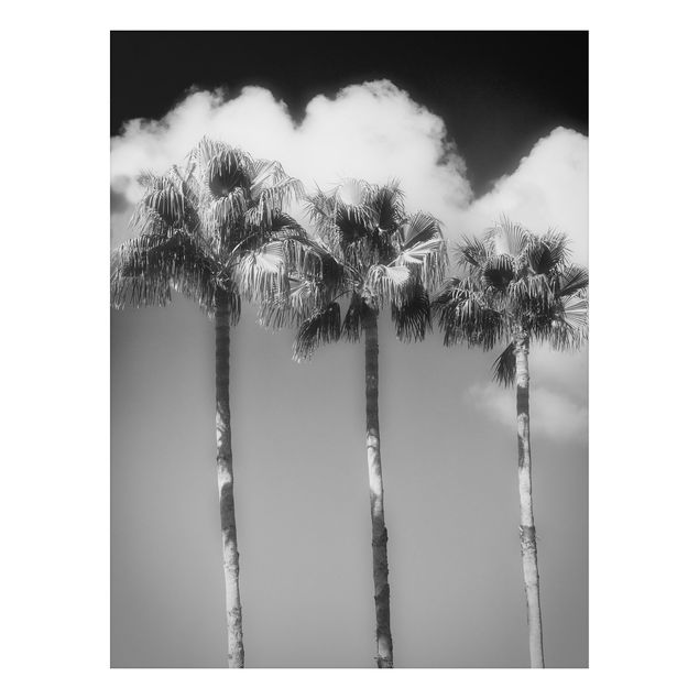Alu Dibond Bilder Palmen vor Himmel Schwarz-Weiß